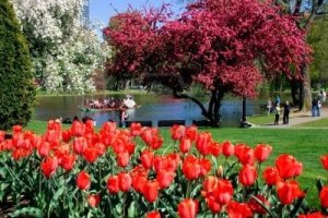 615103-view-of-boston-public-garden-in-spring